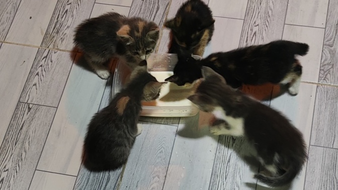 Kahvaltıyı erken yapmayı sever misiniz?