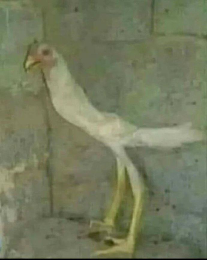 Bu tavuktan plavin yanına başka ne gibi salata yapılabilir? akşama tavuk pilav yapacam da gelmek isteyen buyursun gelsin🤭🤭🤭?