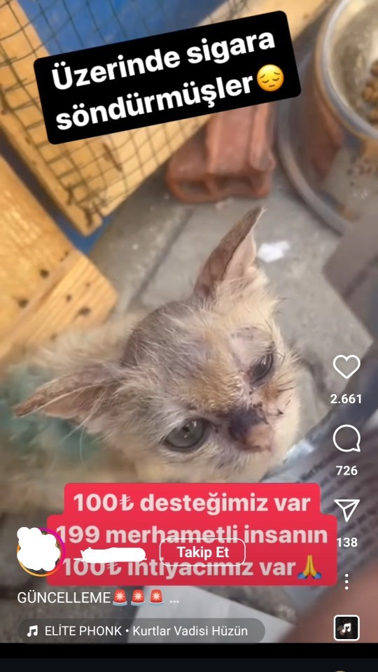 İnstagram da nedense bir an da hayvanlar özellikle kediler için yardım adı altında sayfalar türemeye başladı?
