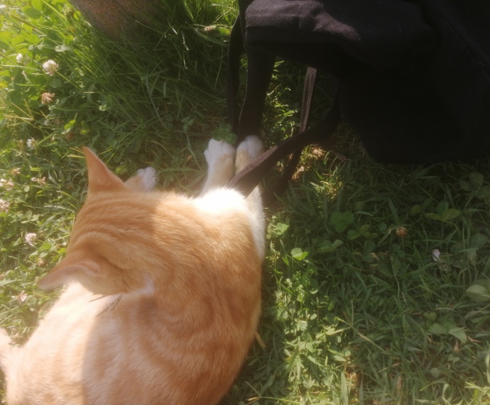 Resmen koluna taktı götürüyoo🤣