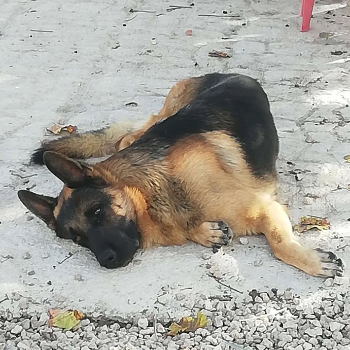 Hayvanlarla komik anılarınız var mı?