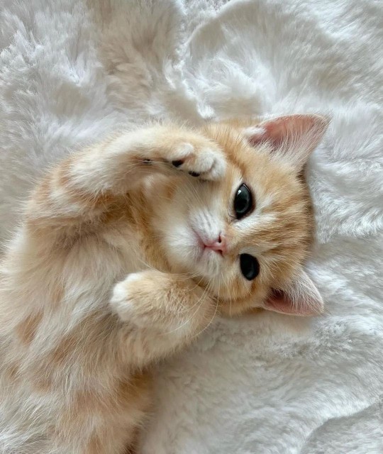 Erkekler de biz kızlar gibi kedi olmak ister miydi?