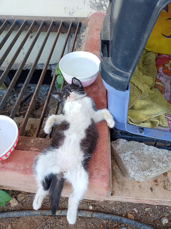 Erkekler de biz kızlar gibi kedi olmak ister miydi?