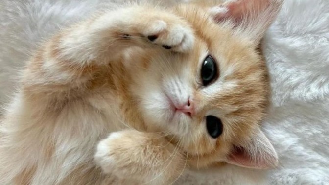 Erkekler de biz kızlar gibi kedi olmak ister miydi?