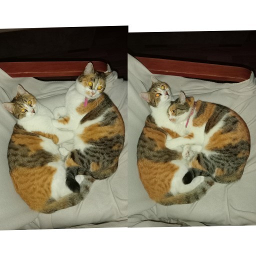 Kediye kuduz iç dış parazit ne kadar tutar?