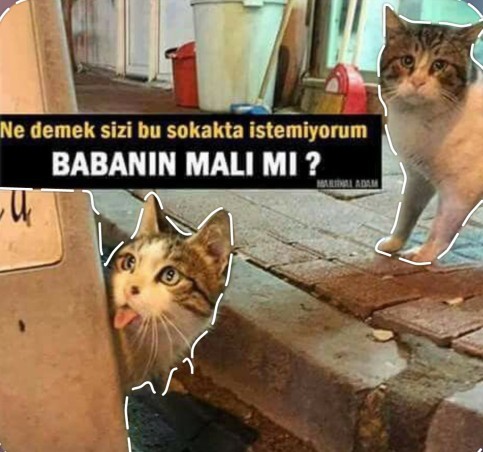 Eğer hayvanlar bir gün insanlara konuşmaya başlasaydı, sence ilk olarak ne söylerlerdi?