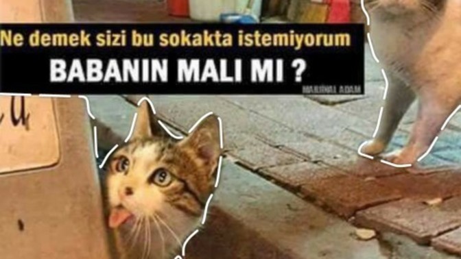 Eğer hayvanlar bir gün insanlara konuşmaya başlasaydı, sence ilk olarak ne söylerlerdi?