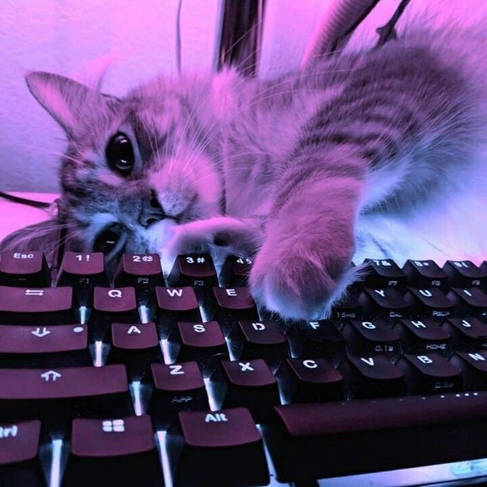 Kedi gelip klavyenize yatsa oyun oynamaya devam eder miydiniz?