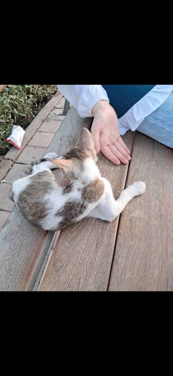 Kedi gelip klavyenize yatsa oyun oynamaya devam eder miydiniz?