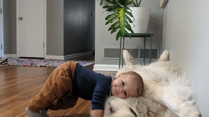 Bebeklerle evcil hayvanların aynı alanda olması sorun teşkil eder mi?