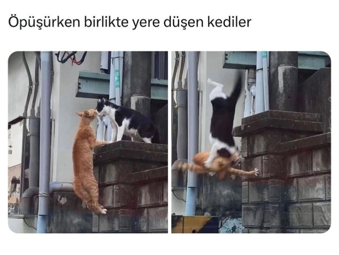 Çok tatlı değiller mi yahu?