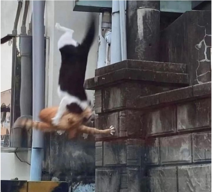 Çok tatlı değiller mi yahu?