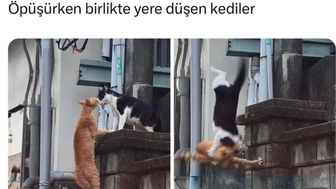 Çok tatlı değiller mi yahu?