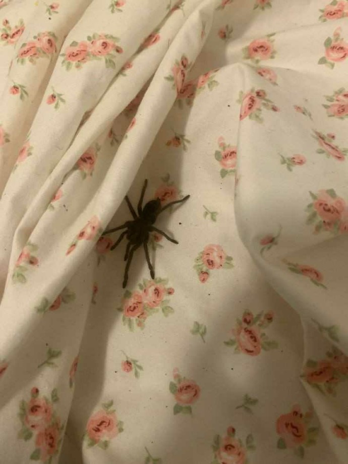 Sabah uyandığında yatağında böyle bir şey var ne yapardın?