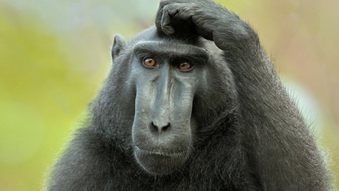 Hayvanlar insanları anlar mı?