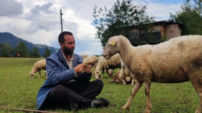 Artvin'de, iki üniversite bitirip hayali kaymakam olmak olan genç, çobanlık yapmaya başladı. Hayallerinizin peşinden gitmek zor mu?