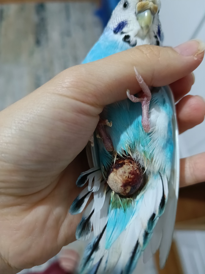 MMuhabbet kuşum popoda şişlik ölüyor acil yardimmm?