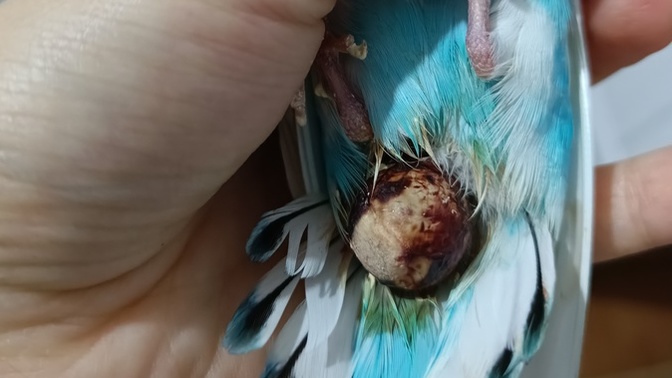 MMuhabbet kuşum popoda şişlik ölüyor acil yardimmm?