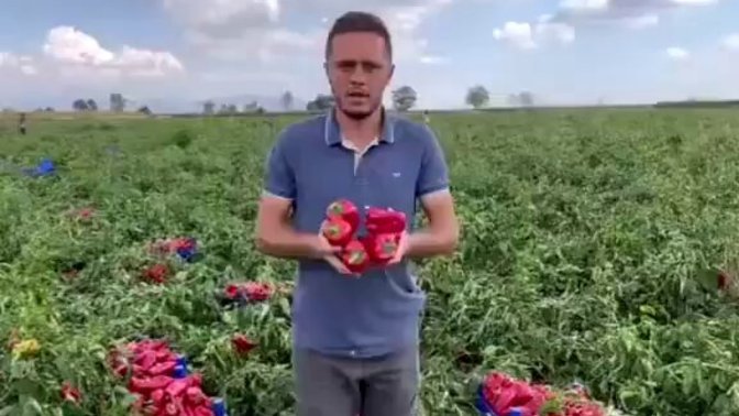 Bir çiftçi, biberi elinde kalınca "keşke ekmeseydim, üretmeseydim!" dedi. Çiftçilik yapılacak meslek mi sizce?