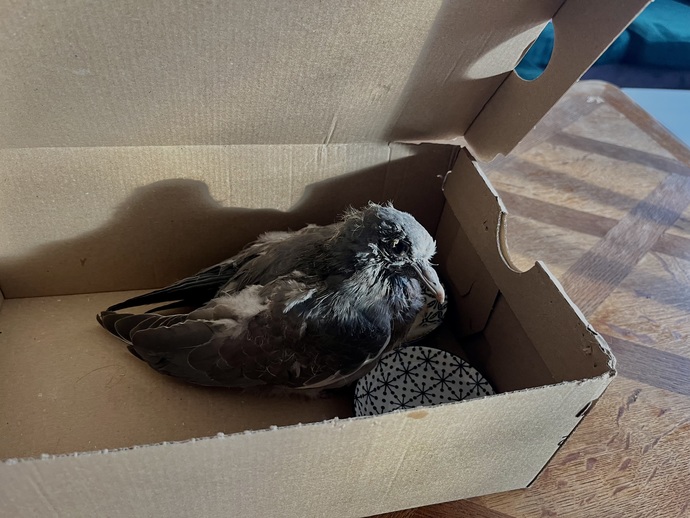 Bebek bir güvercin buldum ne yapayım?