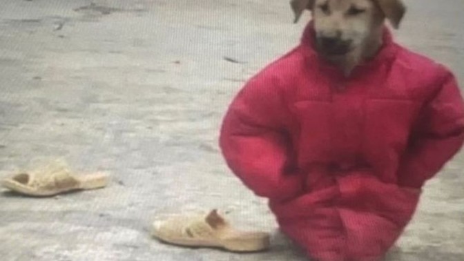 Tolga abi bize mont alır mı?