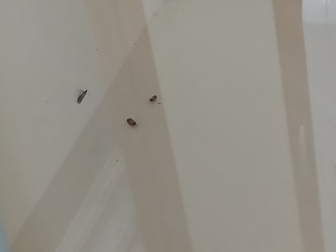 Bu böcekleri nasıl yok edebilirim?