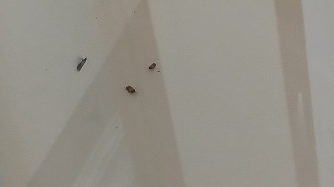 Bu böcekleri nasıl yok edebilirim?