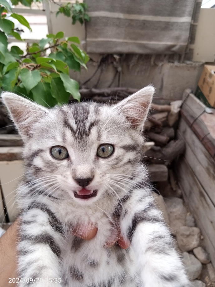 Sizce kedim beni tatmak mi istiyor?
