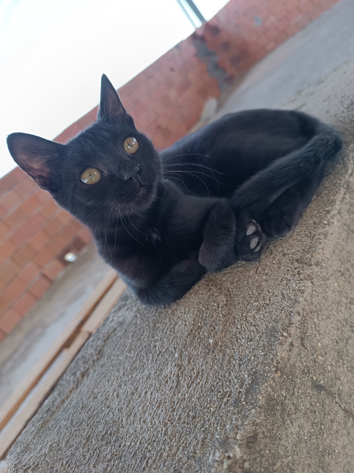 Maaşallah. 🐱