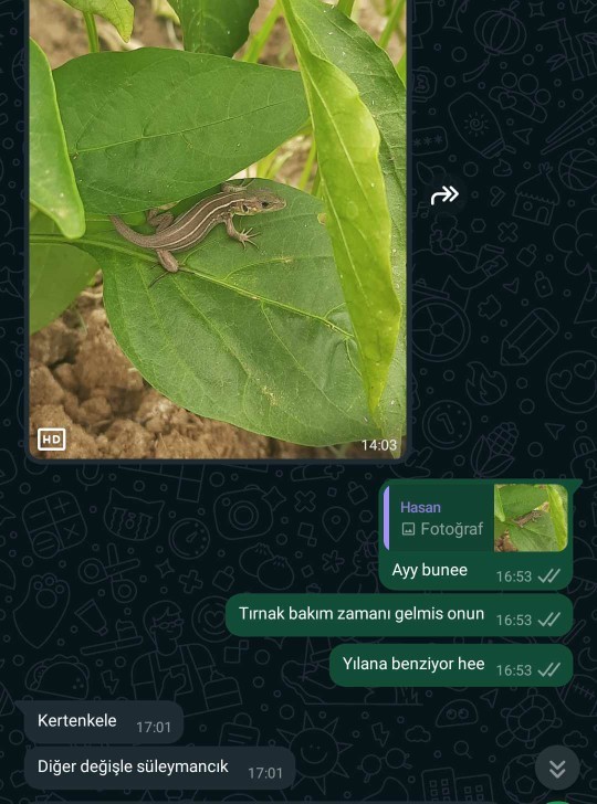Bunu daha önce gören var mı yoksa yeni mi mutasyonlu akrabalar mi 😂?