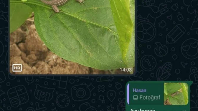 Bunu daha önce gören var mı yoksa yeni mi mutasyonlu akrabalar mi 😂?