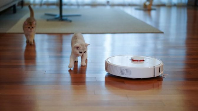Robot süpürgeye evcil hayvanın nasıl tepki veriyor?