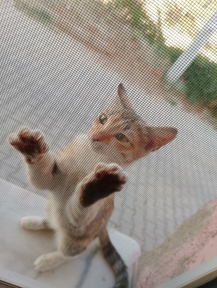 Kedilerle aranız nasıl?
