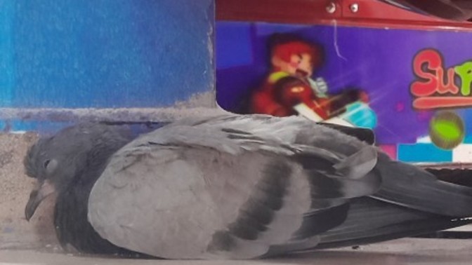 Allahımmm ben bununla ne yapacağım?