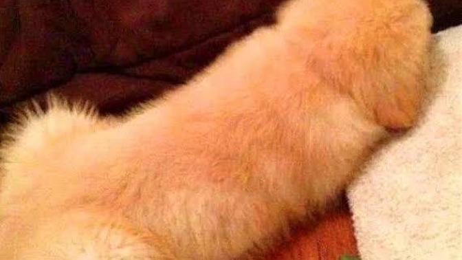 Penis çok şirin bir organ aslında😂benim merak ettiğim boy hariç doku olarak tüm penis başları aynı mıdır?