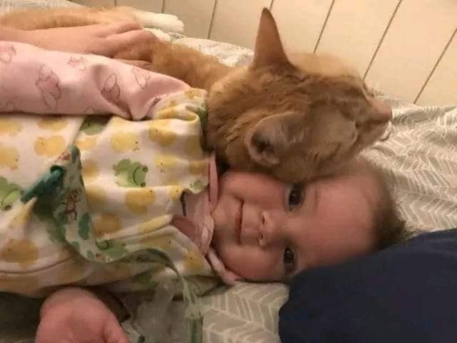 Bebek olan evde kedi/köpek olur mu?