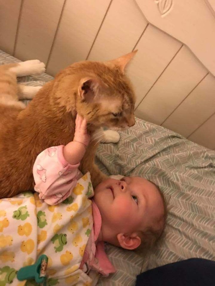 Bebek olan evde kedi/köpek olur mu?