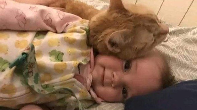 Bebek olan evde kedi/köpek olur mu?