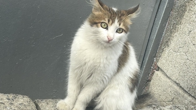 Kedinin asaletine bakınn🥹?