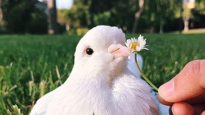 Kuşları izlemek mi yoksa dizi izlemek mi?