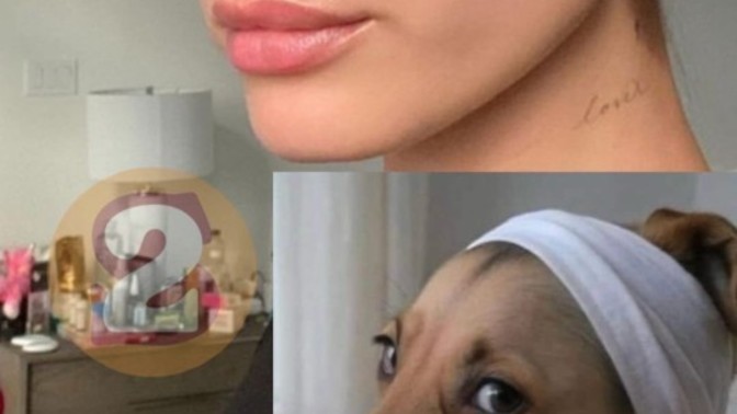 Sizi köpeğe 🐶 benzetseler ne yapardınız?