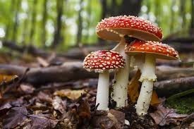 Vücudumda mantar var doktora gidiyorum ilaç verip geçiyor ve tekrar çıkıyor hep ilaç mı kullancam çözümü yok mu?