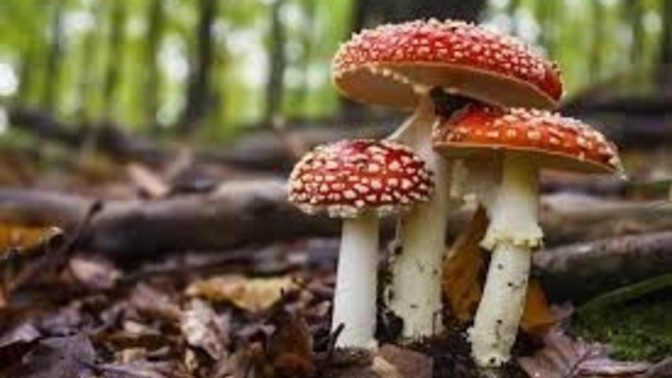 Vücudumda mantar var doktora gidiyorum ilaç verip geçiyor ve tekrar çıkıyor hep ilaç mı kullancam çözümü yok mu?