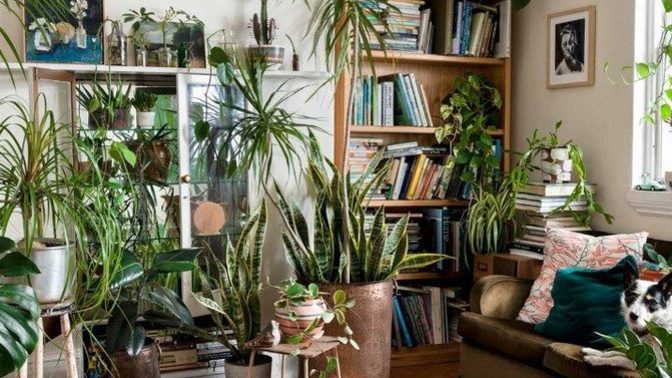 Bitkilerle evini daha modern bir hale getirmek için hangi düzenlemeleri yapabilirsin?