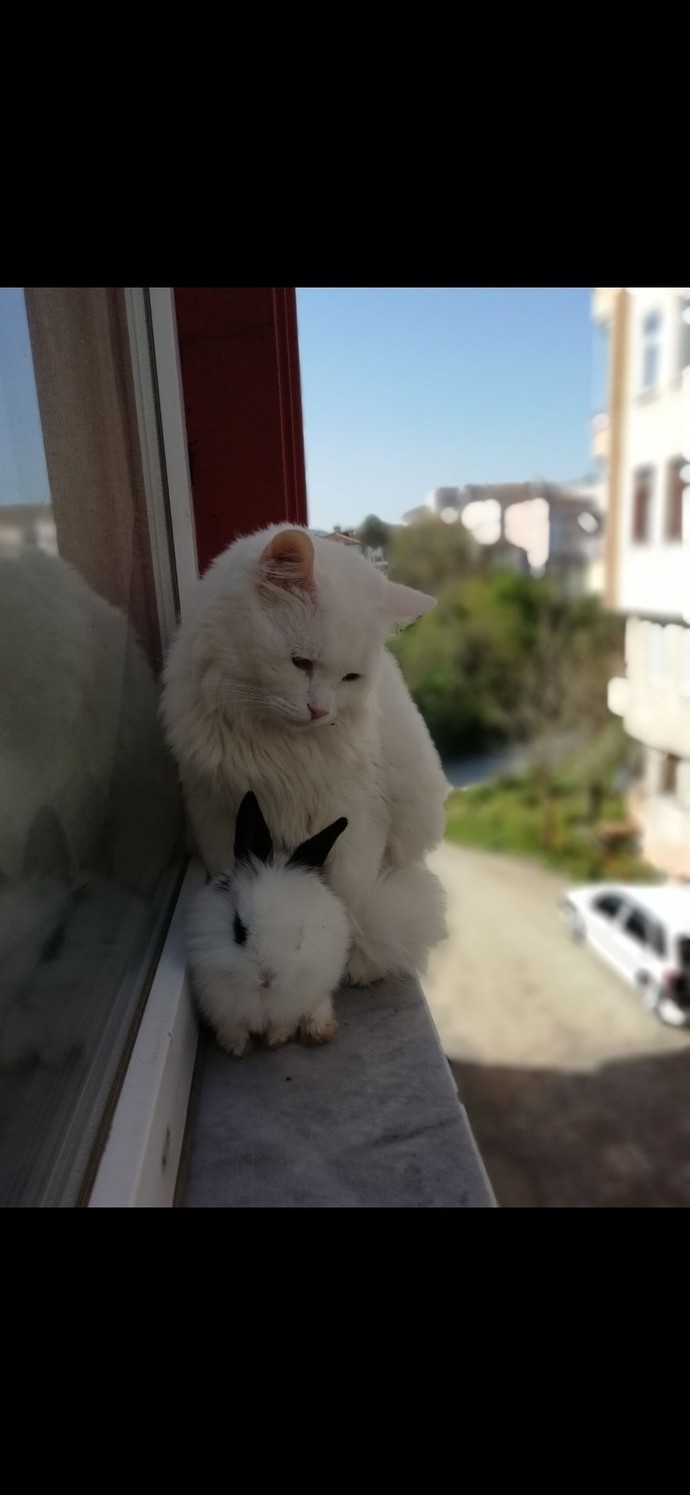 Bugün Dünya Hayvanları Koruma Günü! Siz hayvanları korumak için neler yapıyorsunuz?