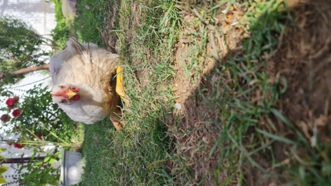 Dünya hayvanları koruma günü vesilesiyle?