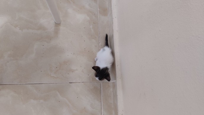 Bu kediyi ne yapıcam ben?