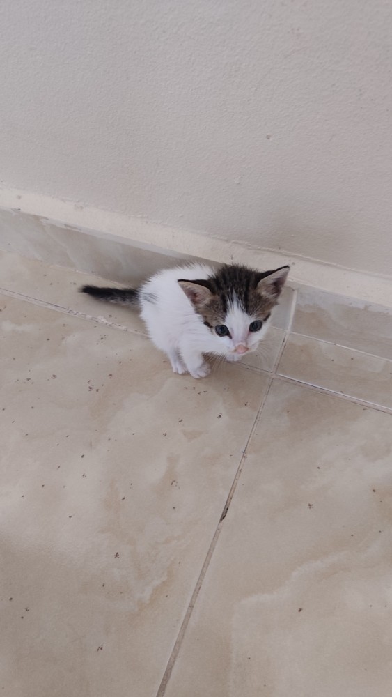 Bu kediyi ne yapıcam ben?