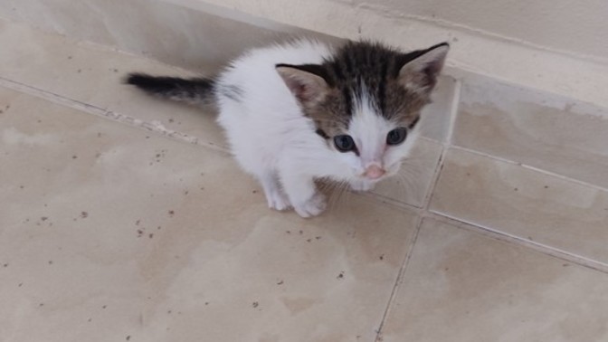 Bu kediyi ne yapıcam ben?