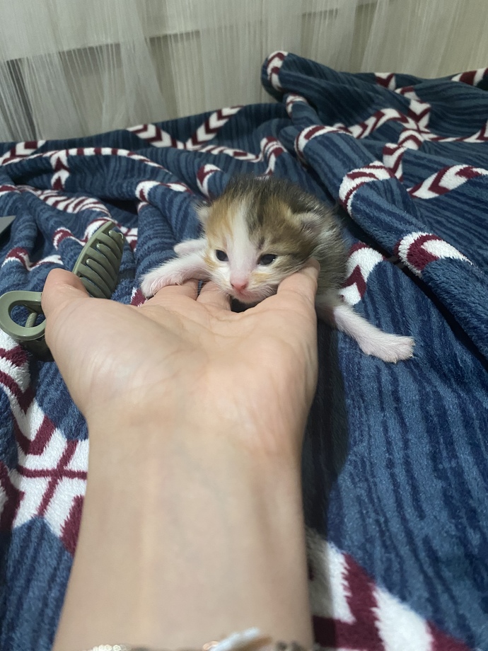 Bu minnoşun adı ne olsun?